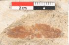 Foto (Detailansicht) von Prosopis kymeana Unger (NHMW-GEO-2024-0188-8189)